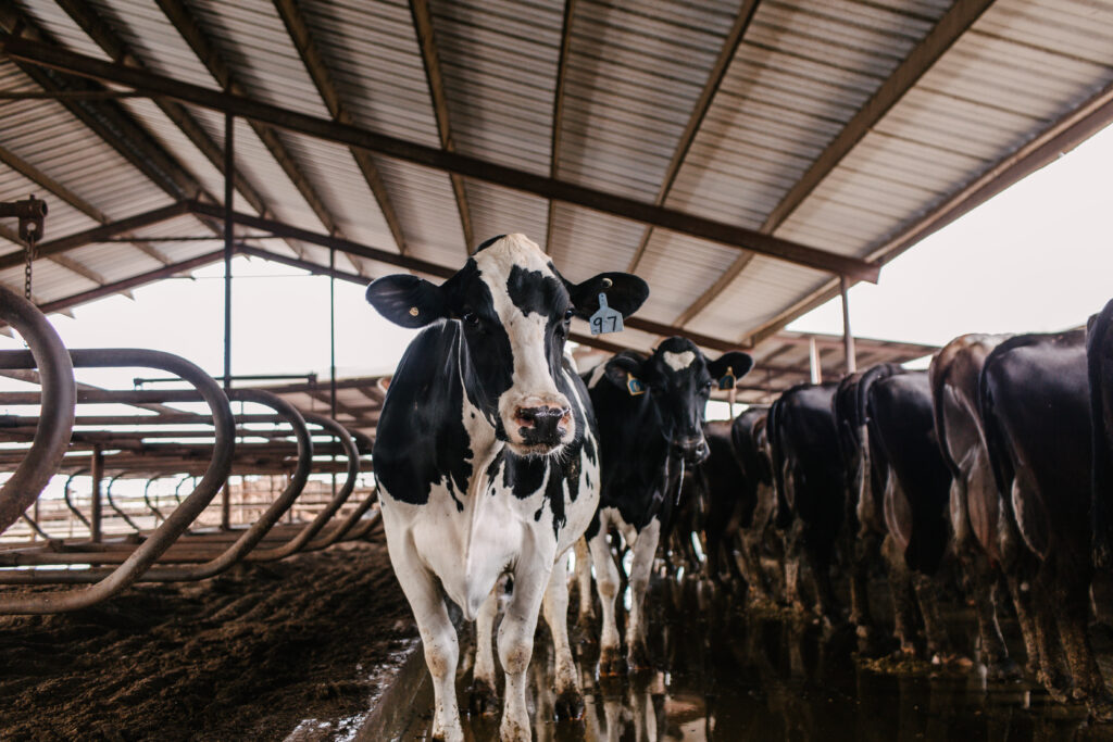 IMV Cows